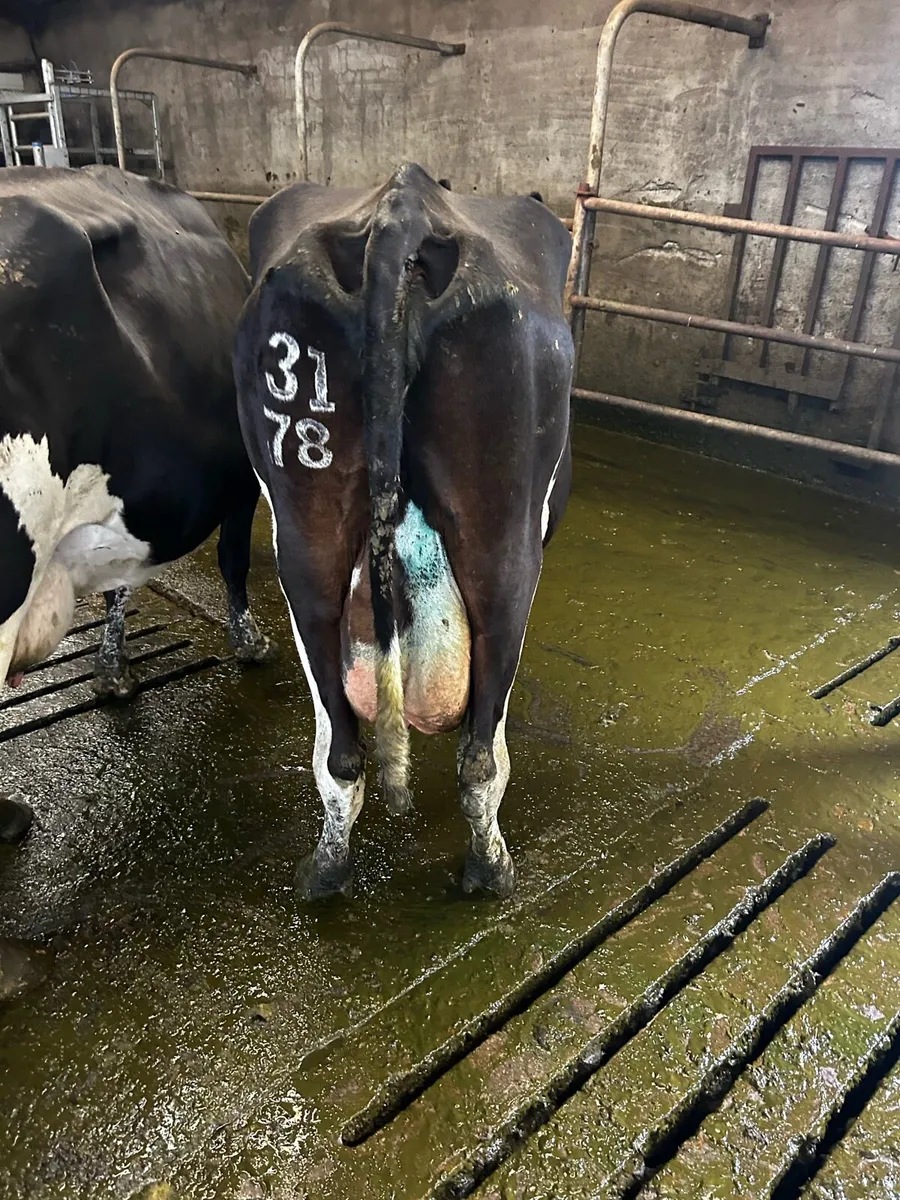 Cow suitable for rearing calves - Image 3