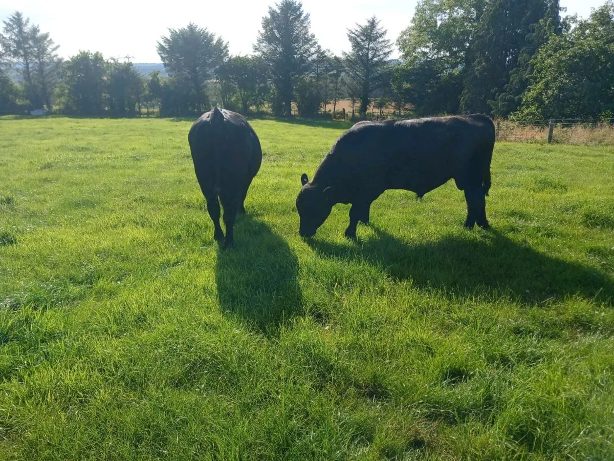 2 AA Stockbulls - Image 1
