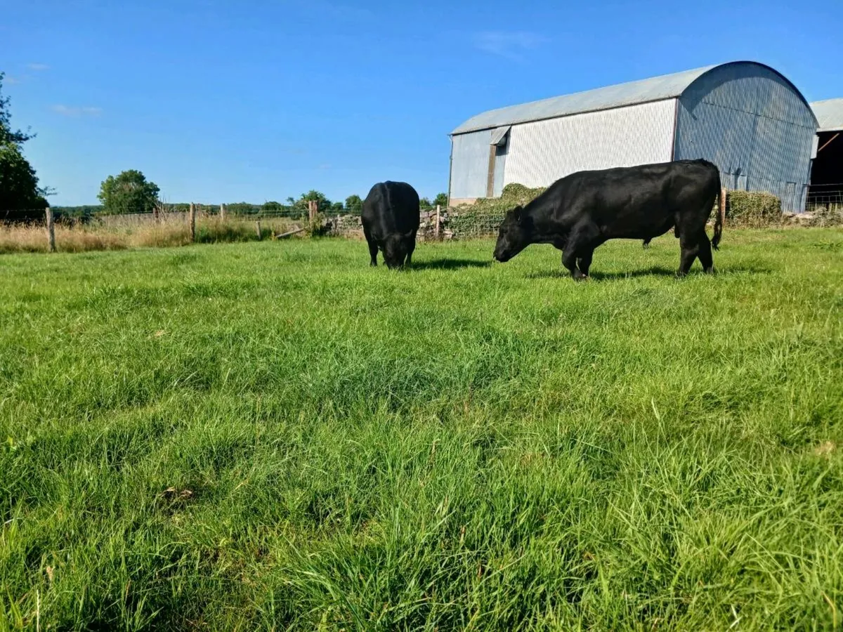 2 AA Stockbulls - Image 2