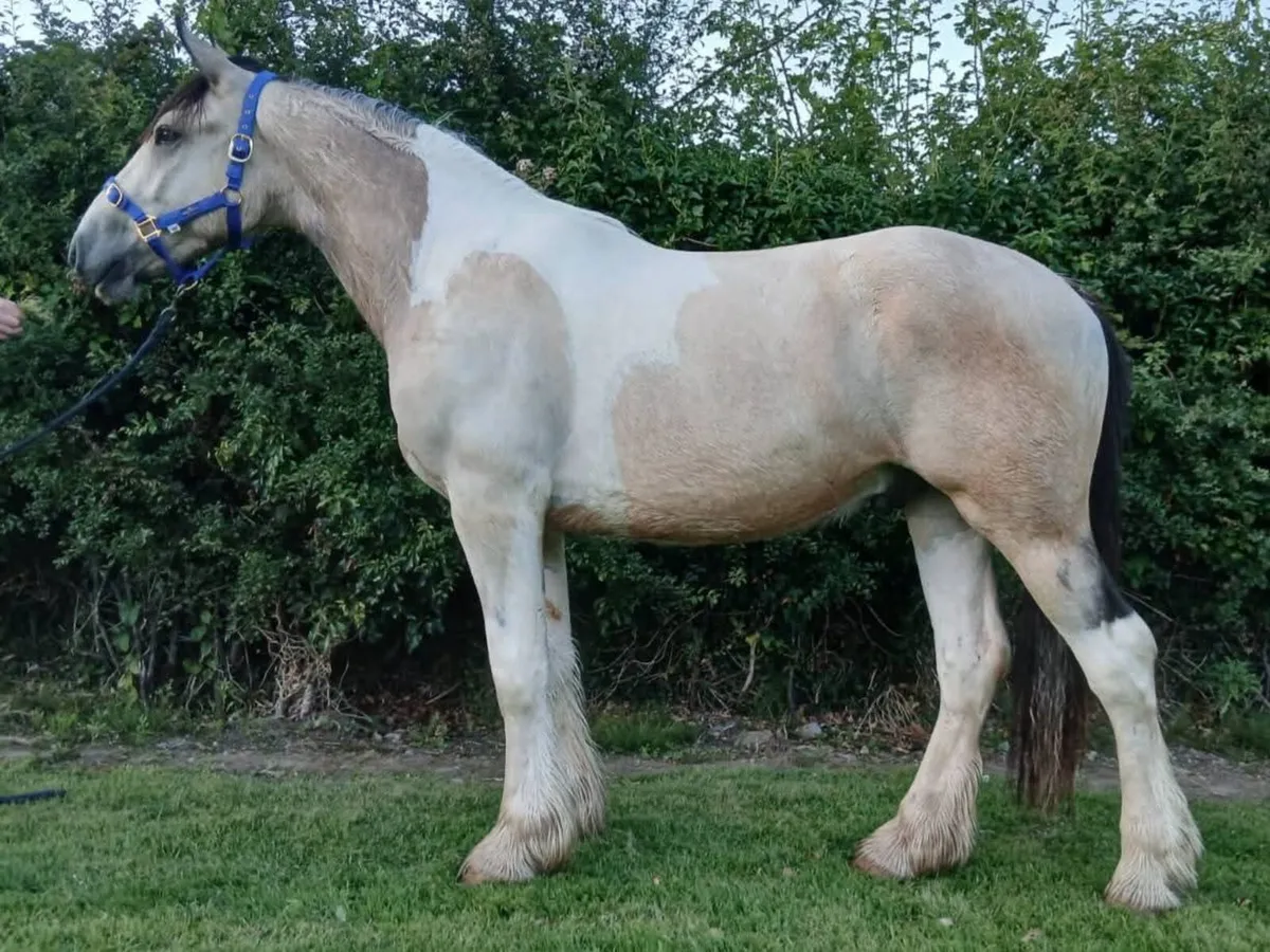 Selection of 2 year old cob Geldings - Image 1