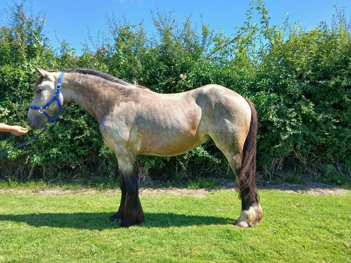 Selection of 2 year old cob Geldings - Image 2