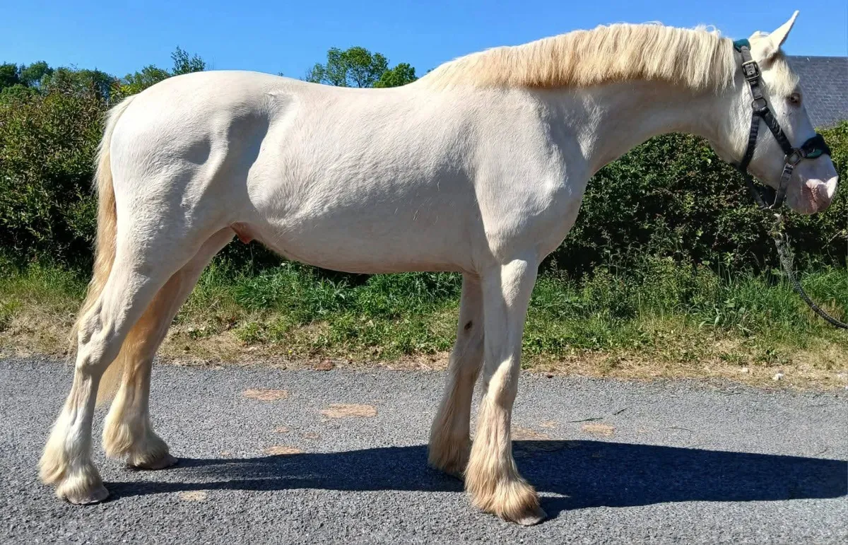 Selection of 2 year old cob Geldings - Image 3