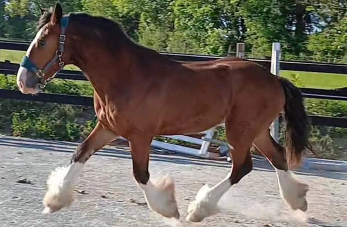 Selection of 2 year old cob Geldings - Image 4
