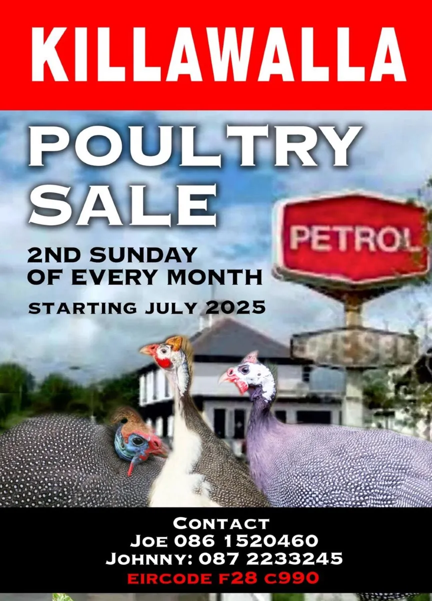 Poultry 9am - 12pm