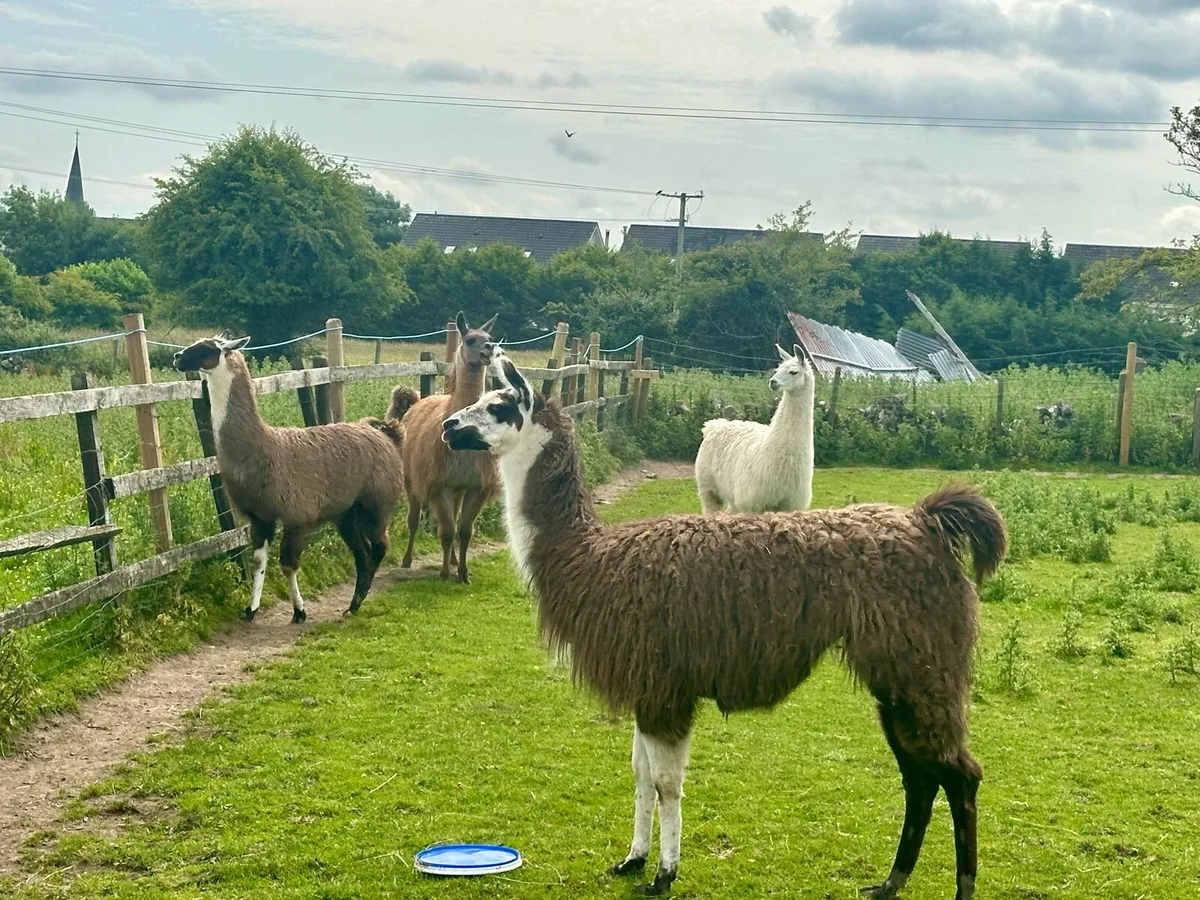 Llamas - Image 1