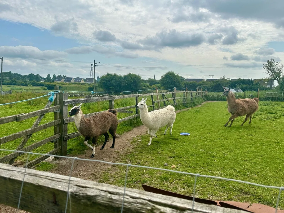 Llamas - Image 3