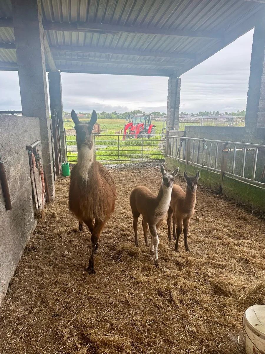 Llamas - Image 4