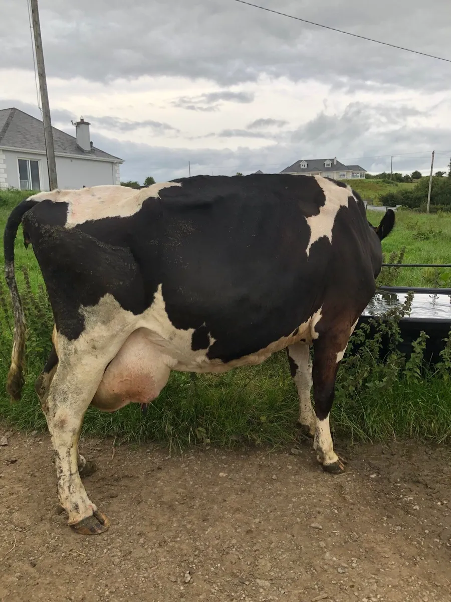 Freiesian Cow - Image 1