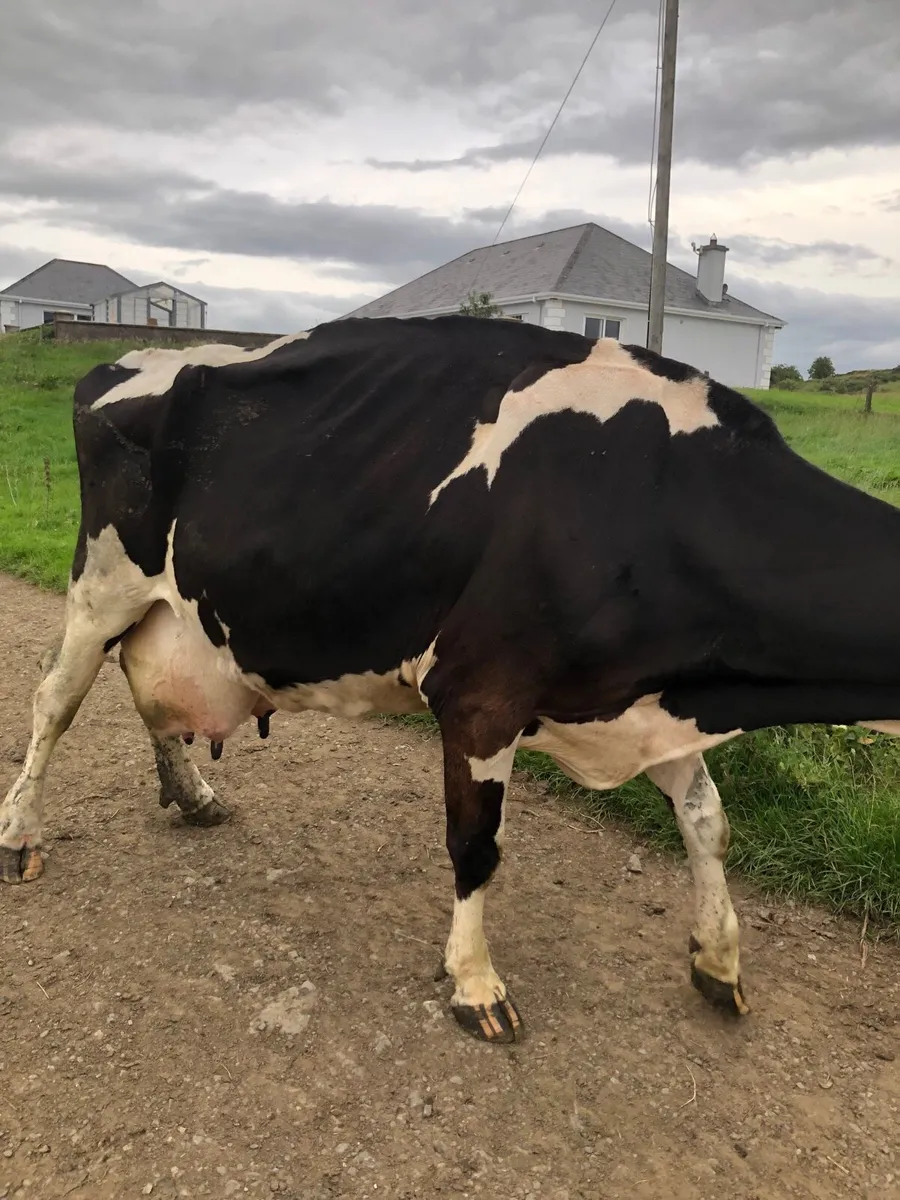 Freiesian Cow - Image 2
