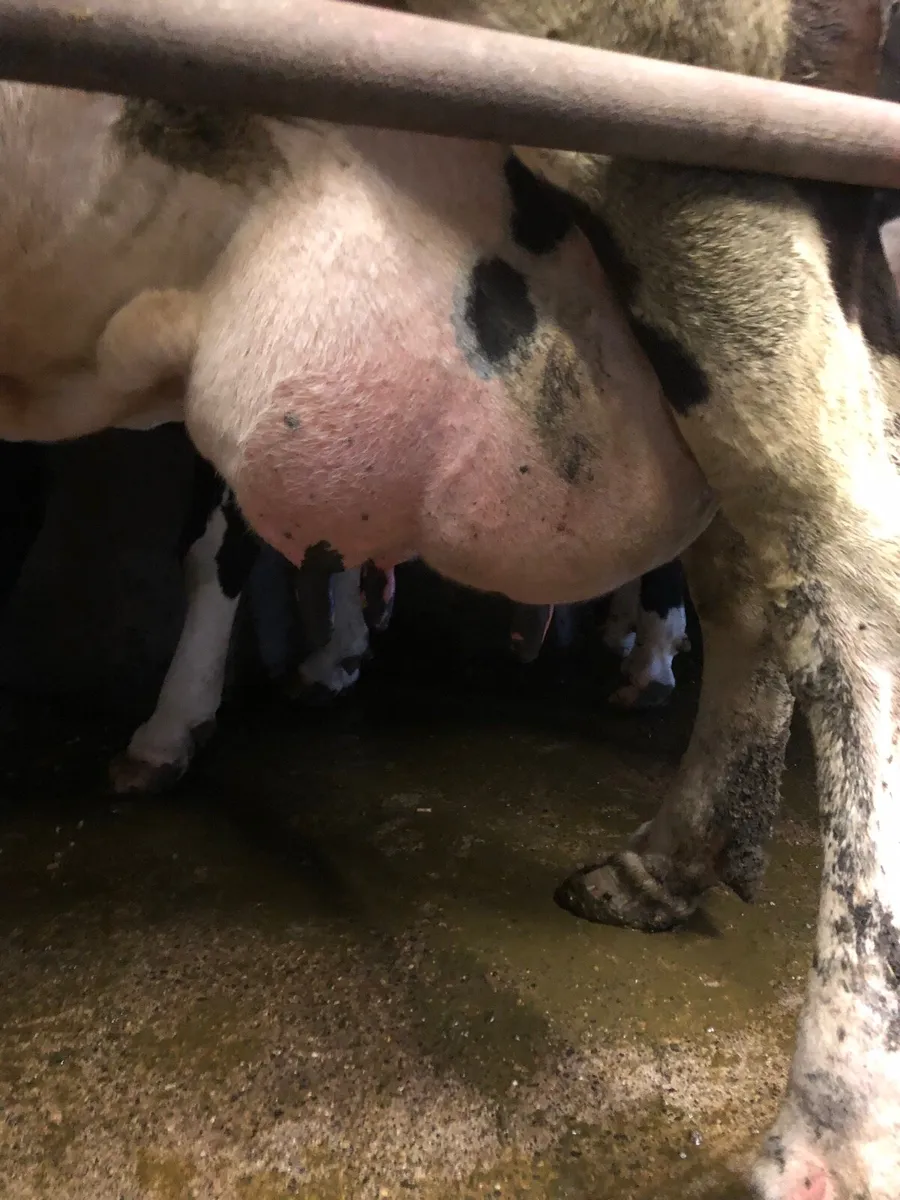 Freiesian Cow - Image 3