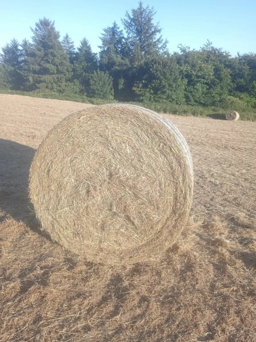 Hay - Image 1