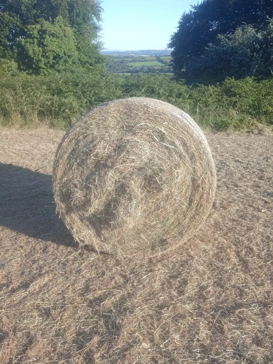 Hay - Image 2