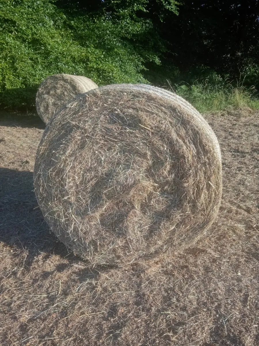 Hay - Image 3