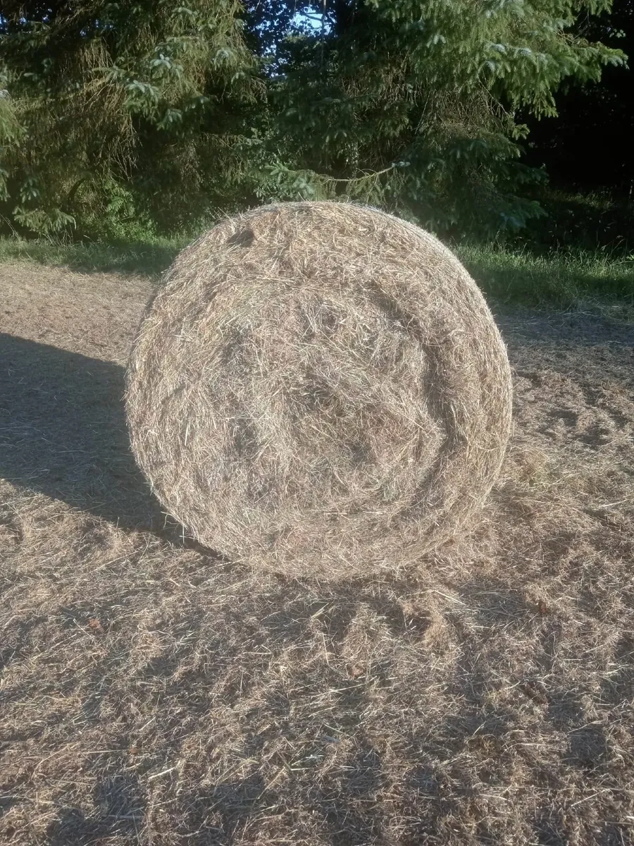 Hay - Image 4