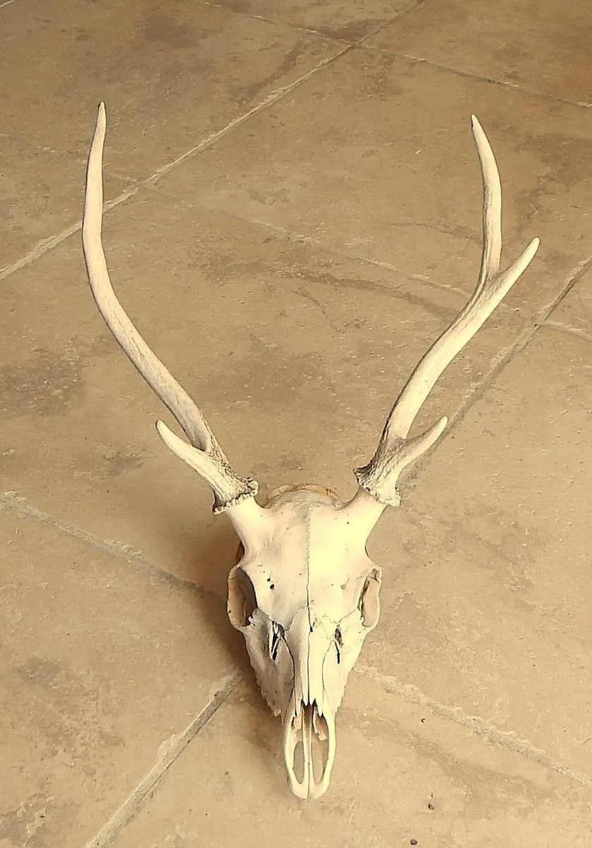 Deer Skull with Antlers - Image 1