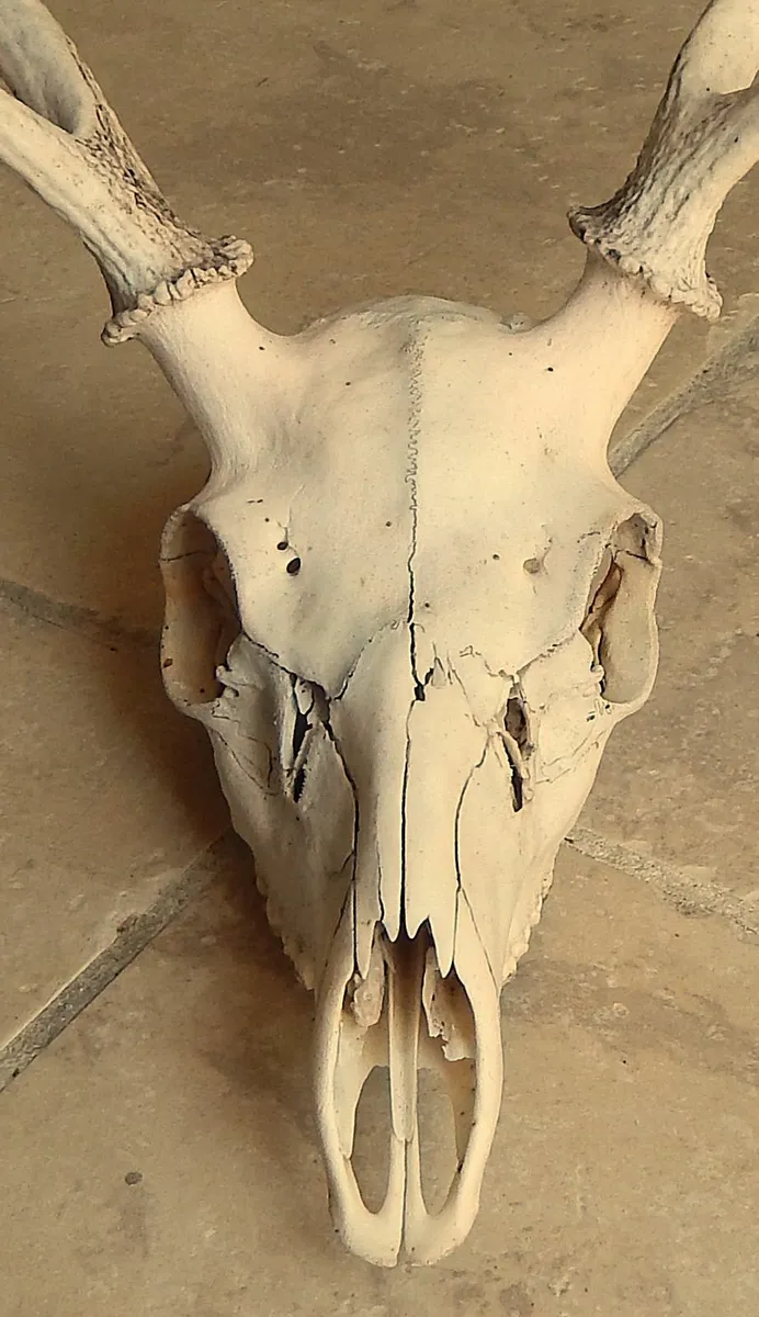 Deer Skull with Antlers - Image 2