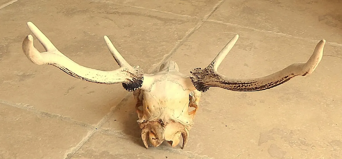 Deer Skull with Antlers - Image 4
