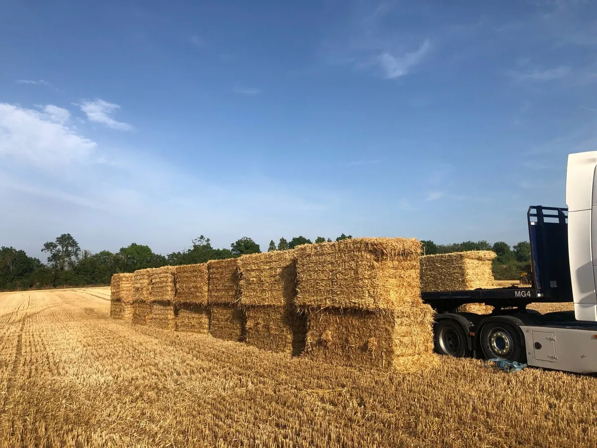 Top Quality barley straw in 8x4x4s - Image 1