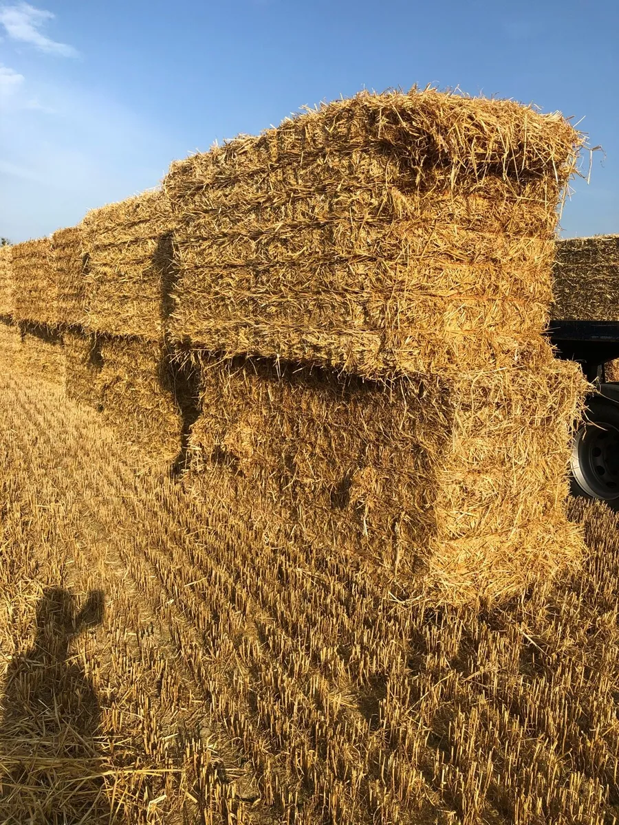 Top Quality barley straw in 8x4x4s - Image 2