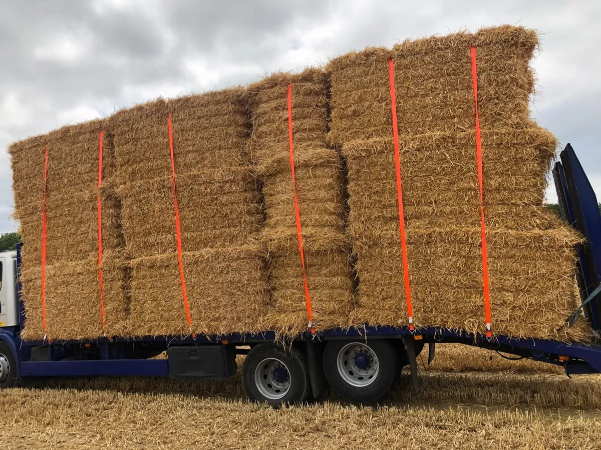 Top Quality barley straw in 8x4x4s - Image 3