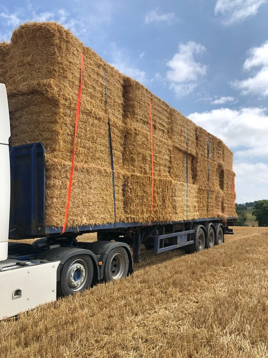 Top Quality barley straw in 8x4x4s - Image 4