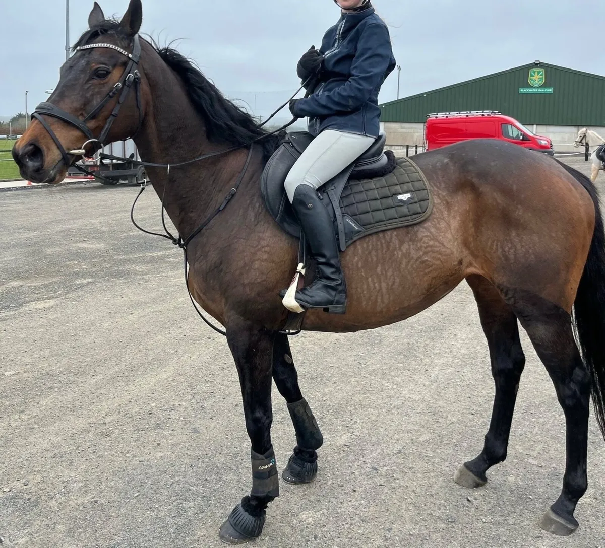 Horse - Image 2