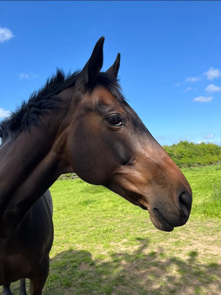 Horse - Image 1