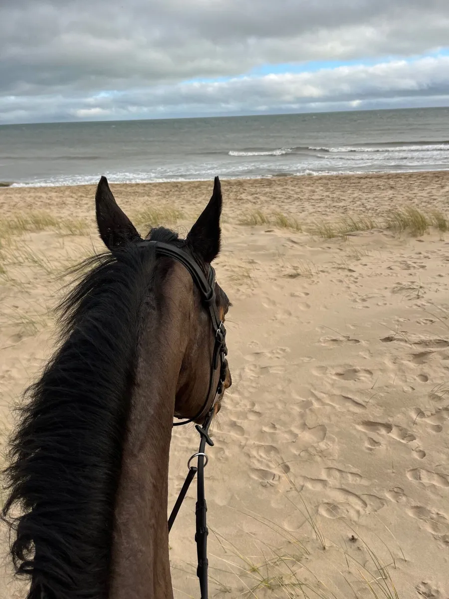 Horse - Image 4