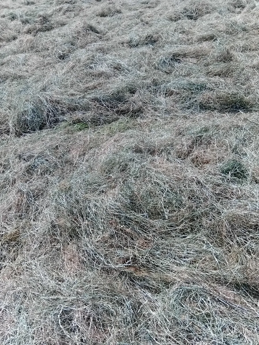 Hay - Image 1