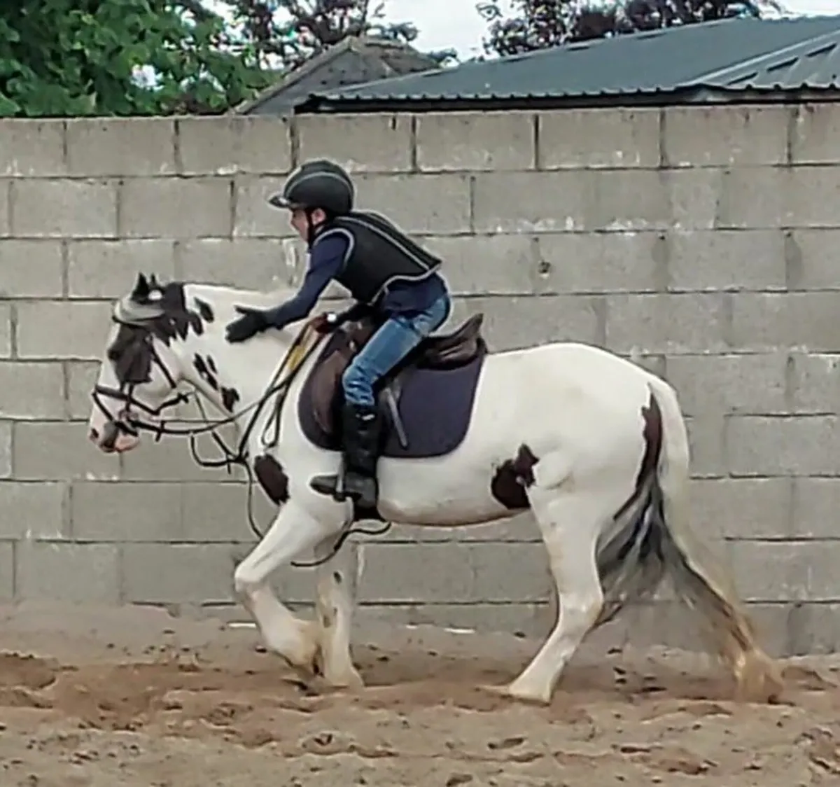 13'1 Dream Pony - Image 1
