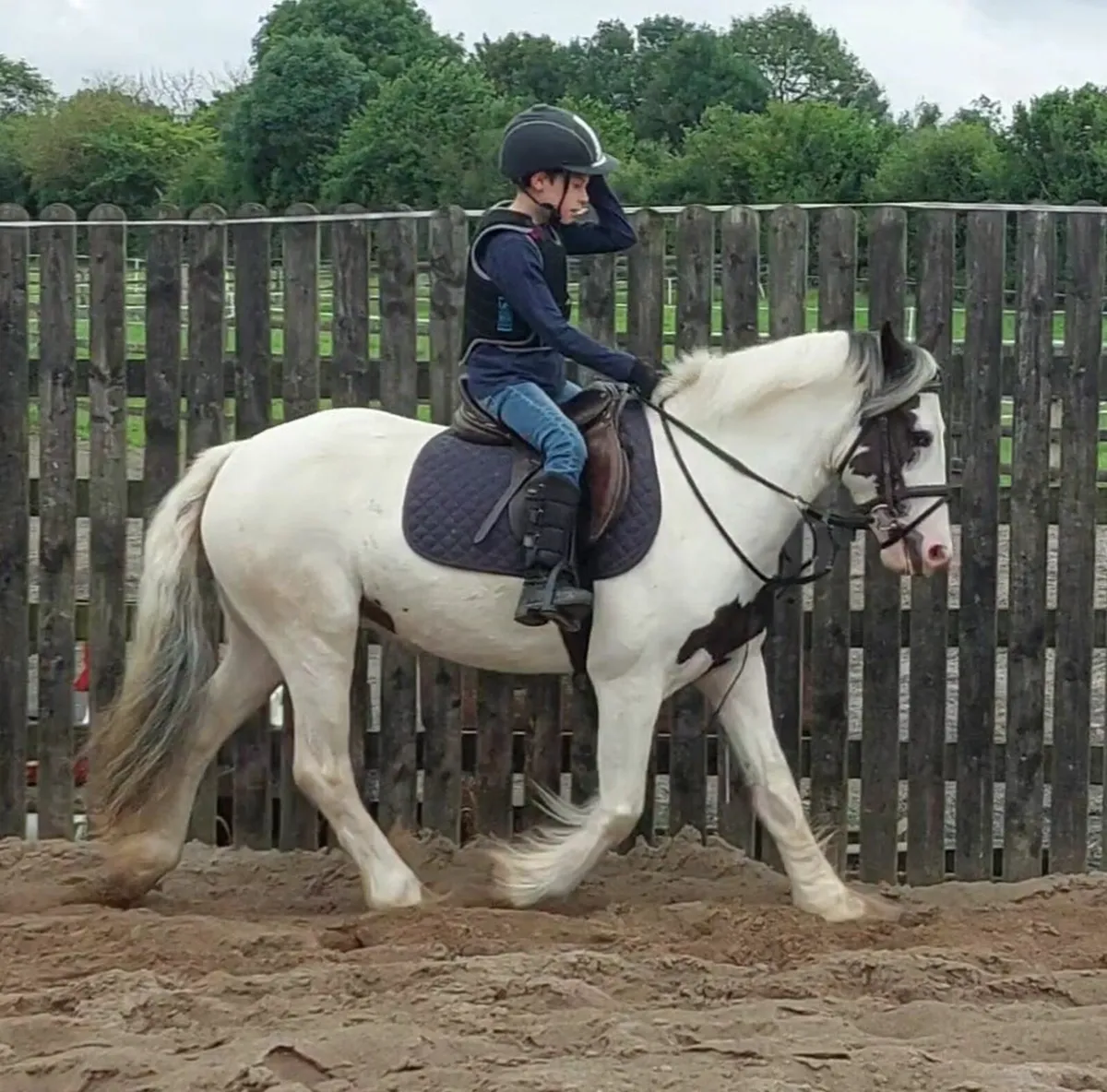13'1 Dream Pony - Image 2