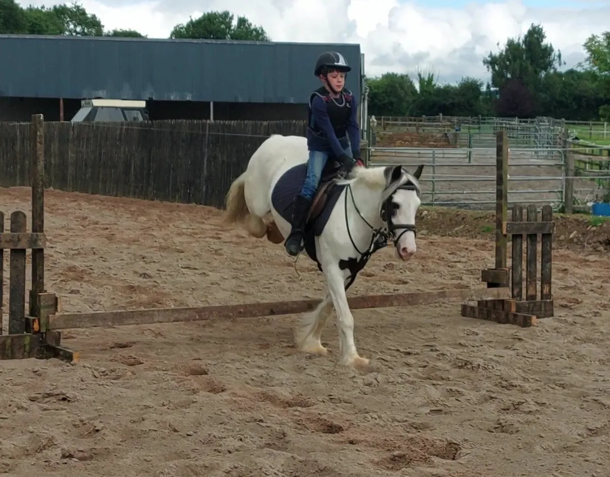 13'1 Dream Pony - Image 3