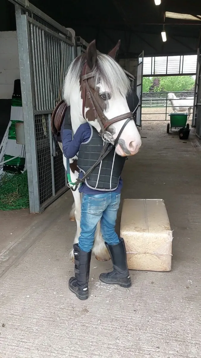 13'1 Dream Pony - Image 4