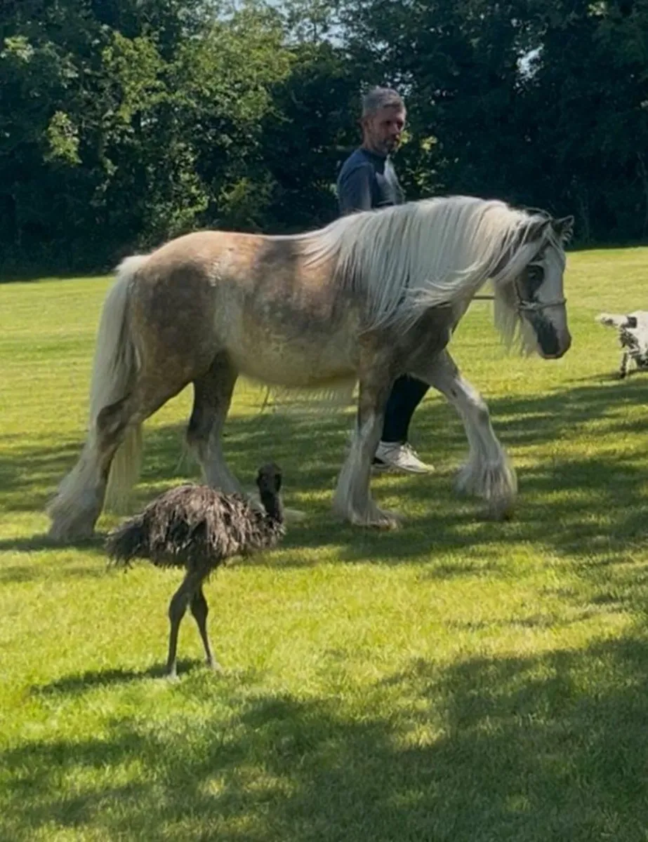 11 HH Colt - Image 1