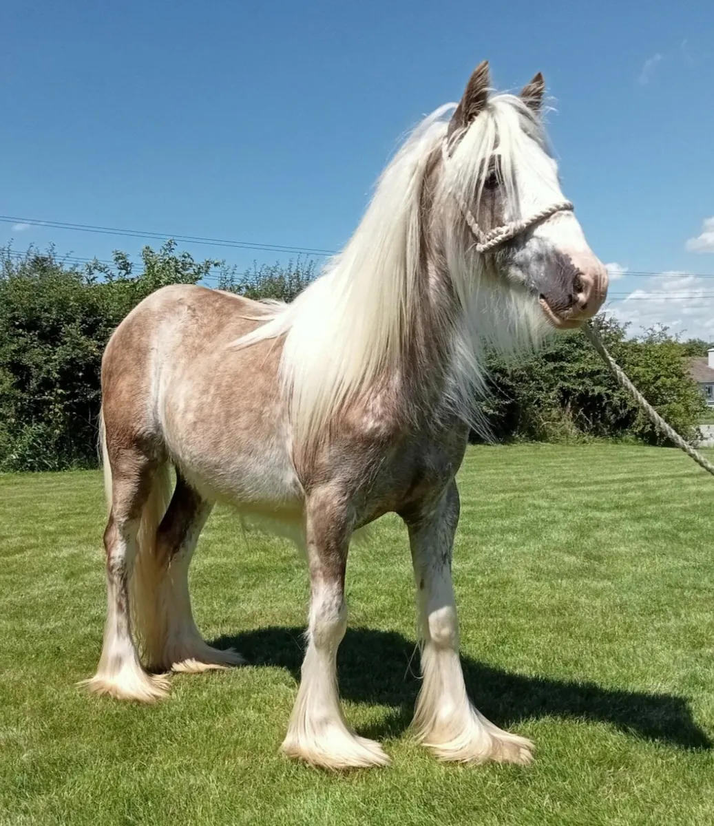 11 HH Colt - Image 2