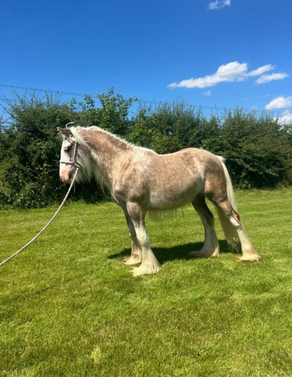 11 HH Colt - Image 3