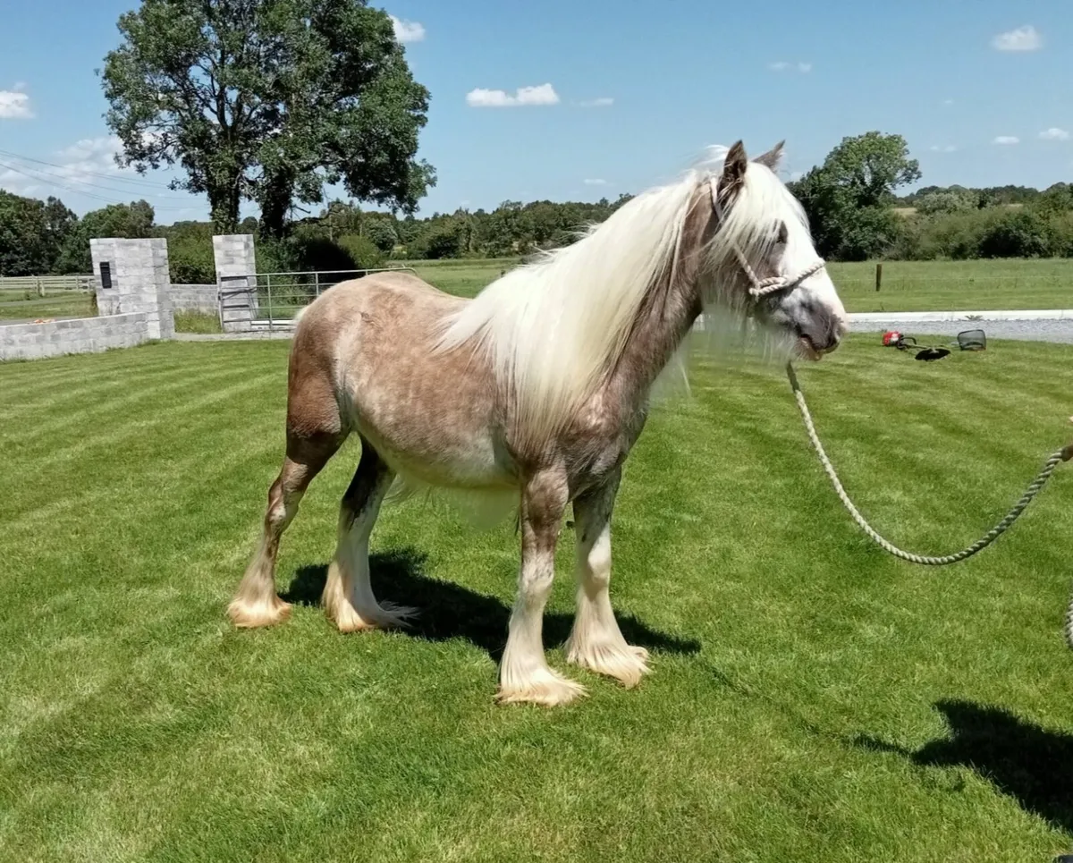 11 HH Colt - Image 4