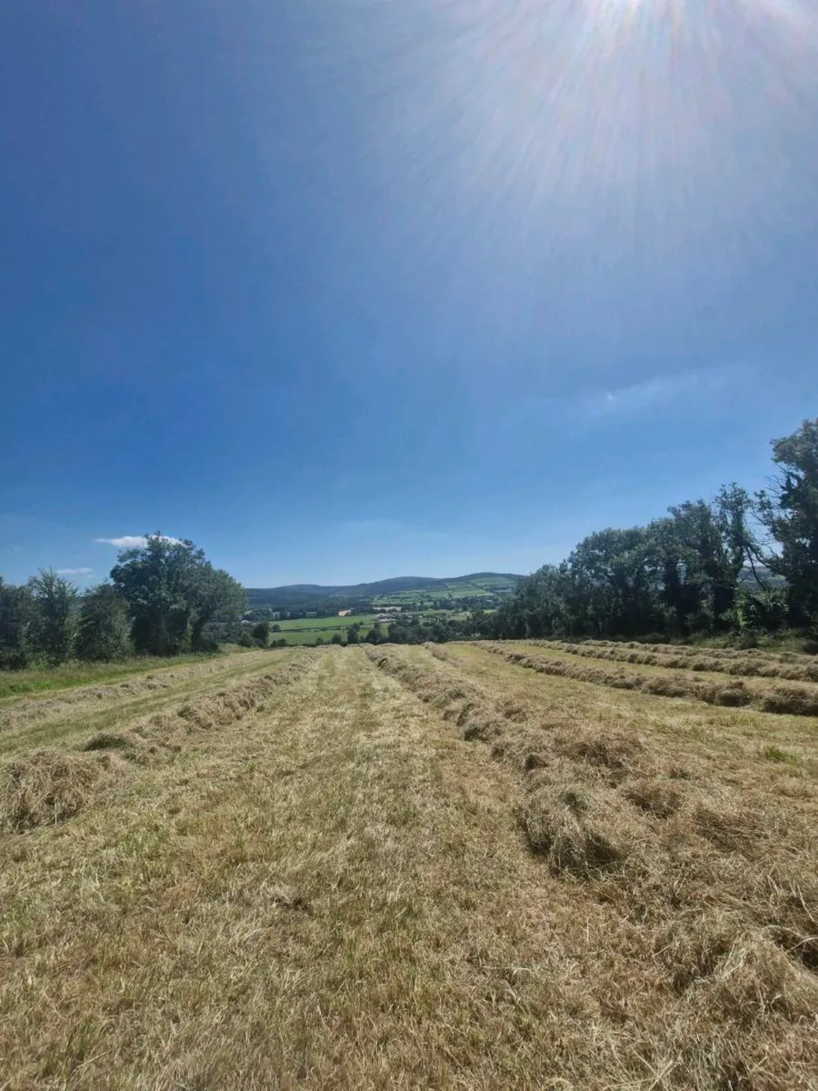 Hay - Image 1