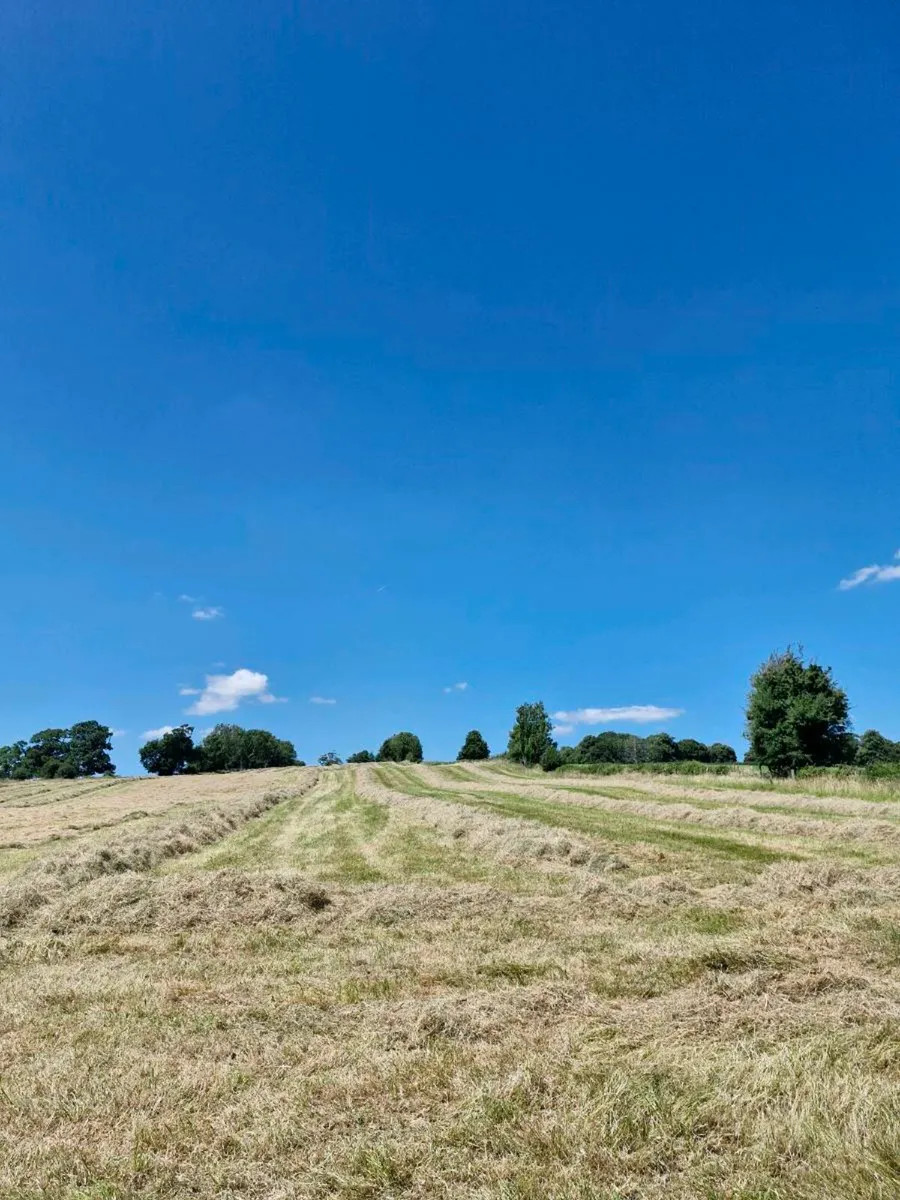 Hay - Image 2