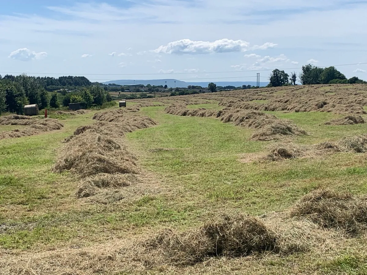 Hay
