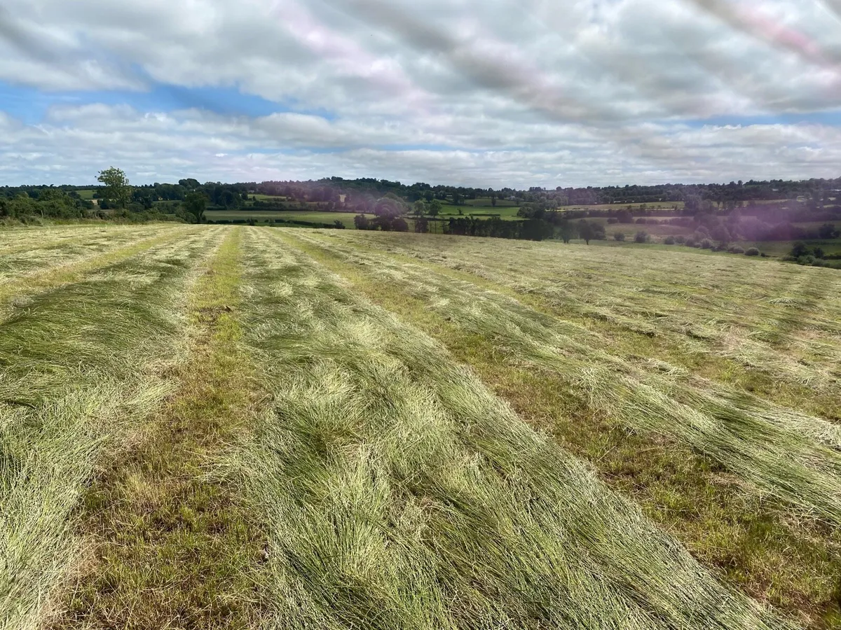 Serious quality hay - Image 1
