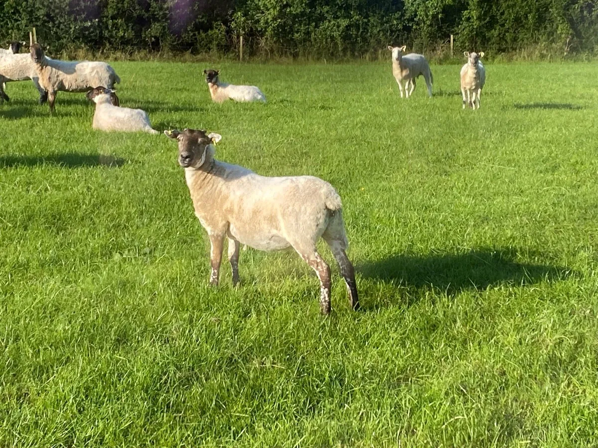 Serious quality hay - Image 2
