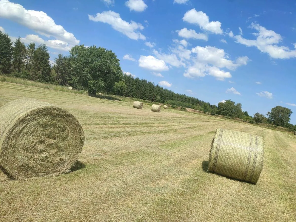 Hay square and round for sale - Image 1