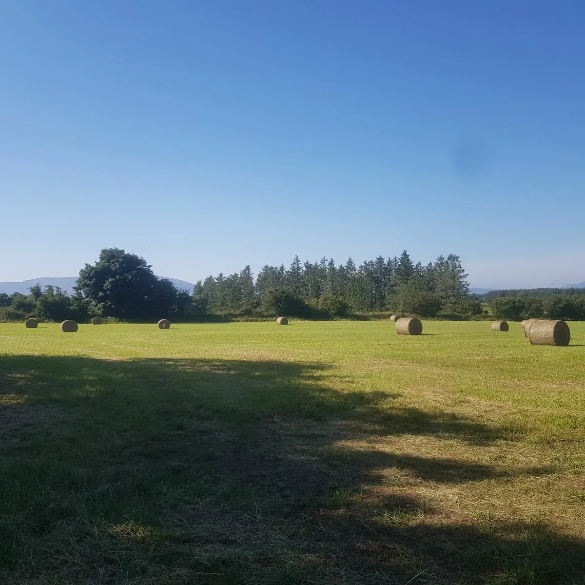 Certified Organic hay bales - Image 2