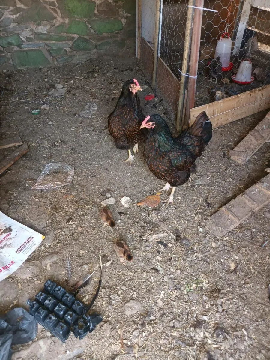 Quad of gold laced barnvelders - Image 2