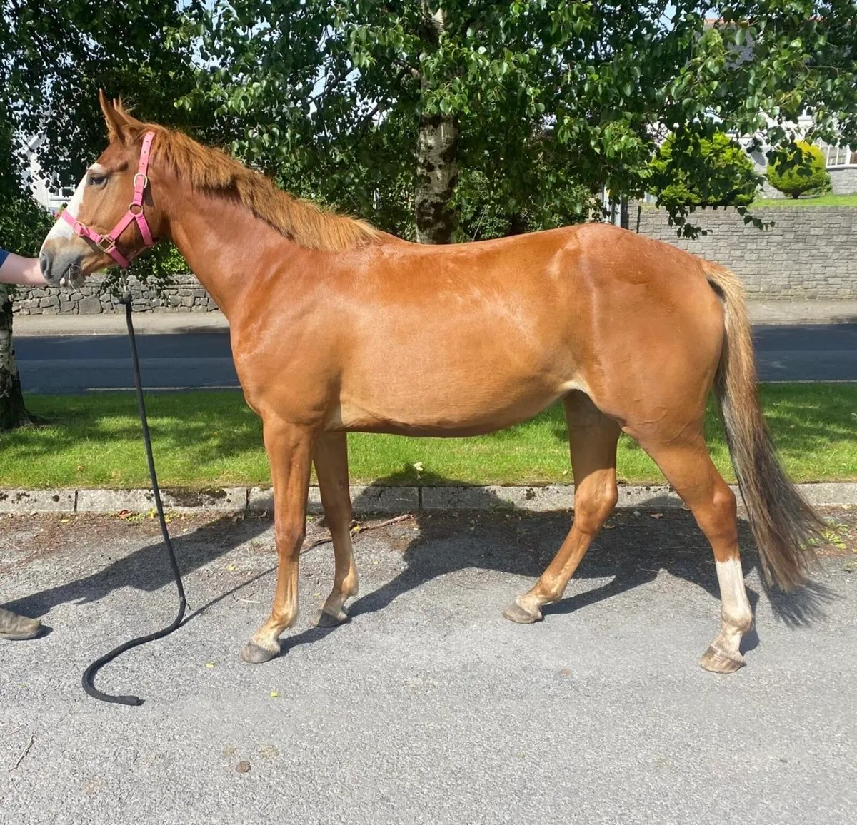 3yo sport horse mare - Image 1