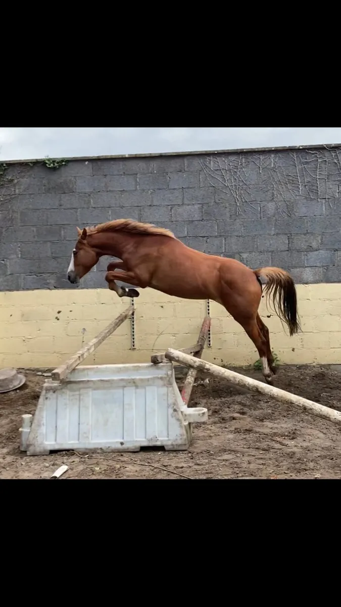 3yo sport horse mare - Image 2