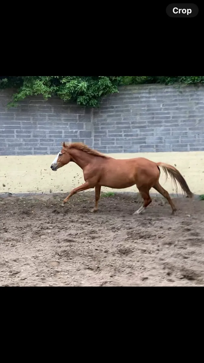 3yo sport horse mare - Image 4