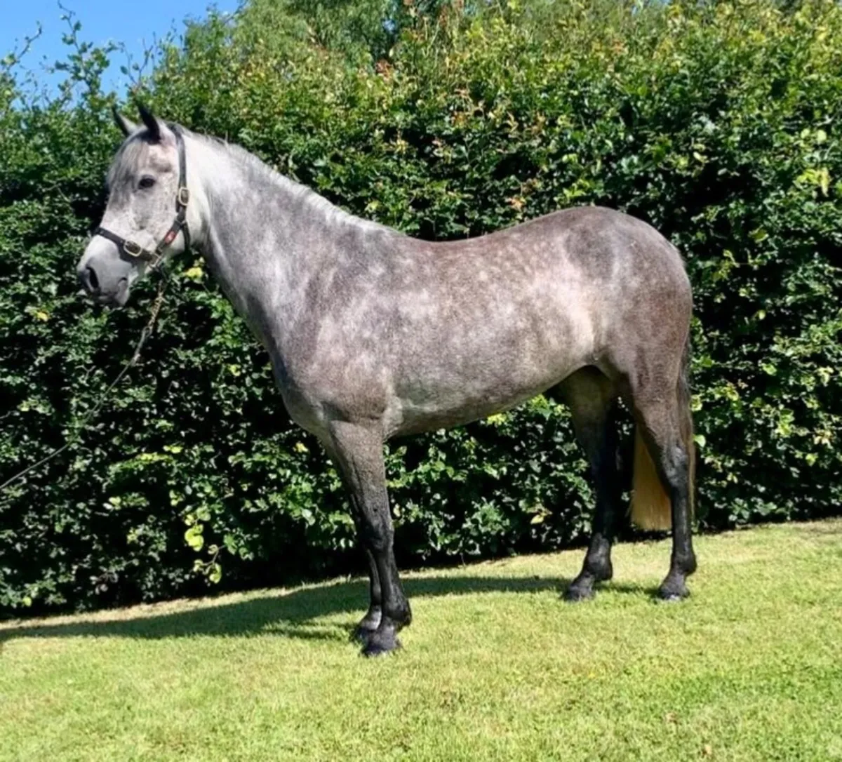 Lovely 4 yr old Connemara mare - Image 1