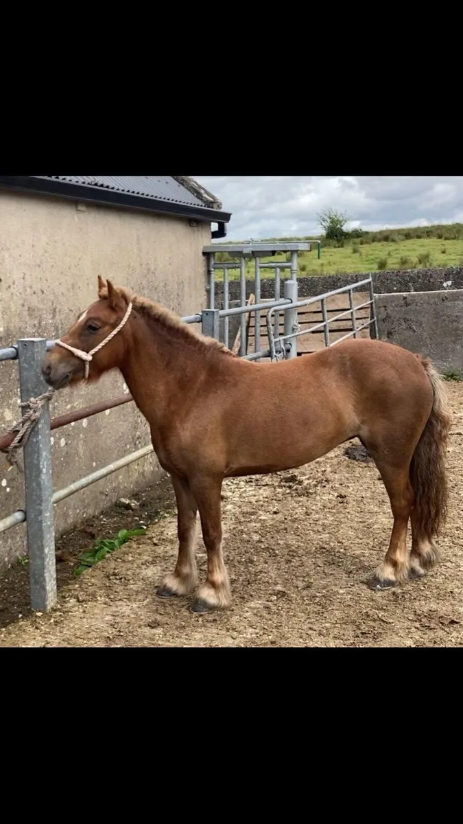 123cm ride and drive 5yo mare - Image 2